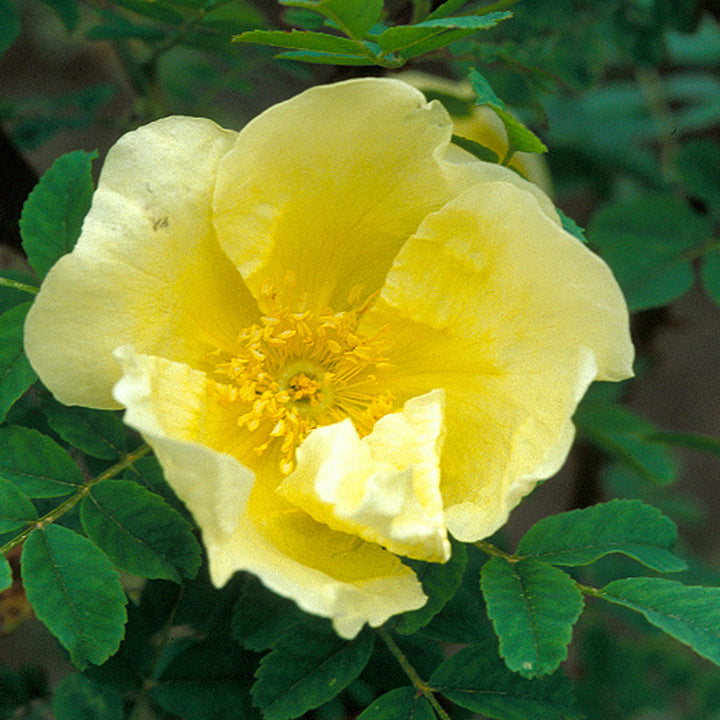 Gule Hugo Rose Blomsterfrø til udplantning, friske og levende, 100 stk