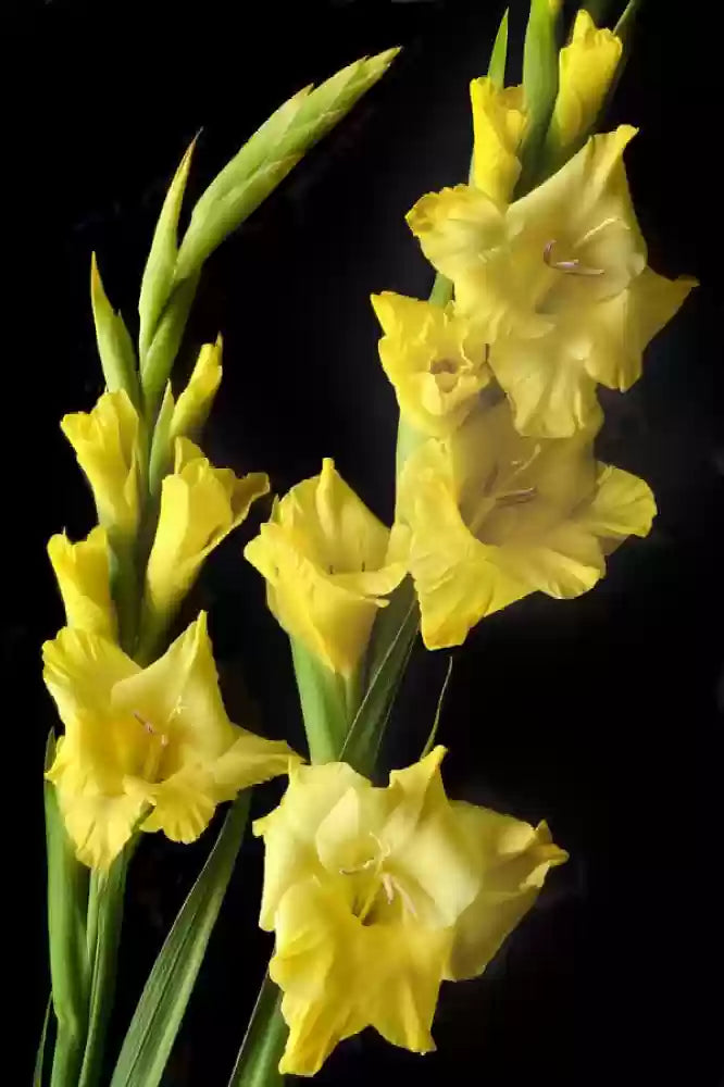 Gladiolus Blomsterfrø til Plantning Gul 100 stk