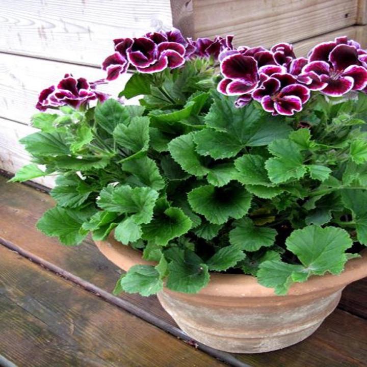 Fresh Geranium Flower Seeds for Planting, Purple 100 pcs