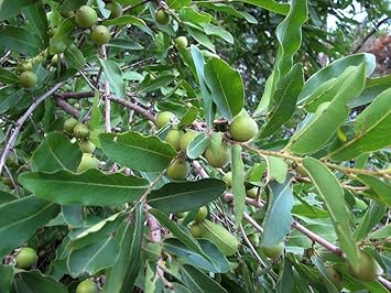 Ebony Fruit Seeds for Planting | Heirloom Non-GMO Organic Seeds for Rare, Beautiful Garden Plants