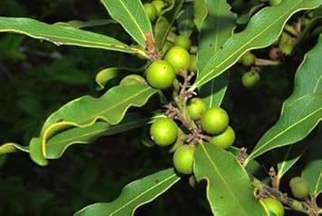 Ebony Fruit Seeds for Planting | Heirloom Non-GMO Organic Seeds for Rare, Beautiful Garden Plants