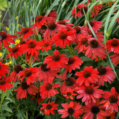 Coneflower Red Seeds for Planting - 100 pcs