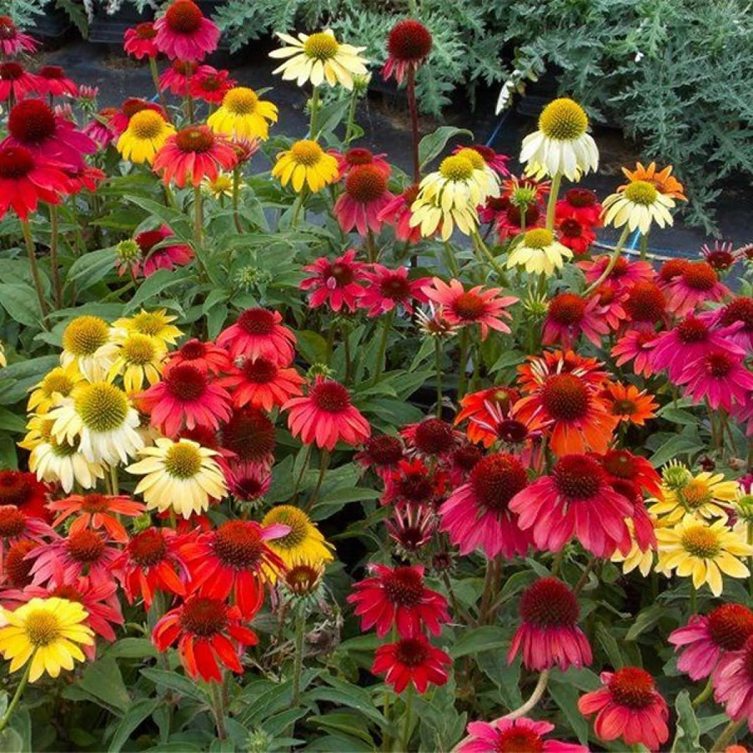 mixed echinacea flower seeds
