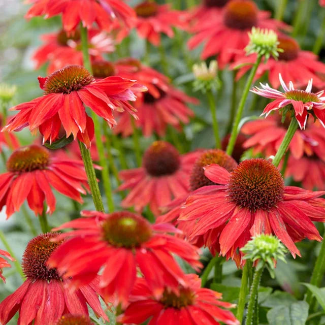 red echinacea flower seeds