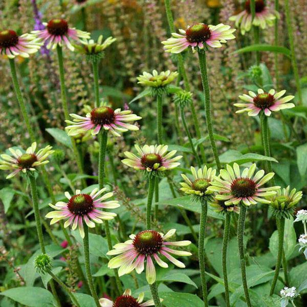 Green Coneflower Seeds for Planting - 100 pcs