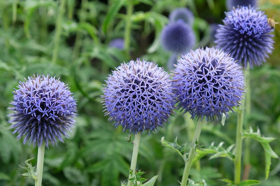 Heirloom Echinops Flower Seeds, Non-GMO Globe Thistle Blooms for Drought-Tolerant Garden Planting
