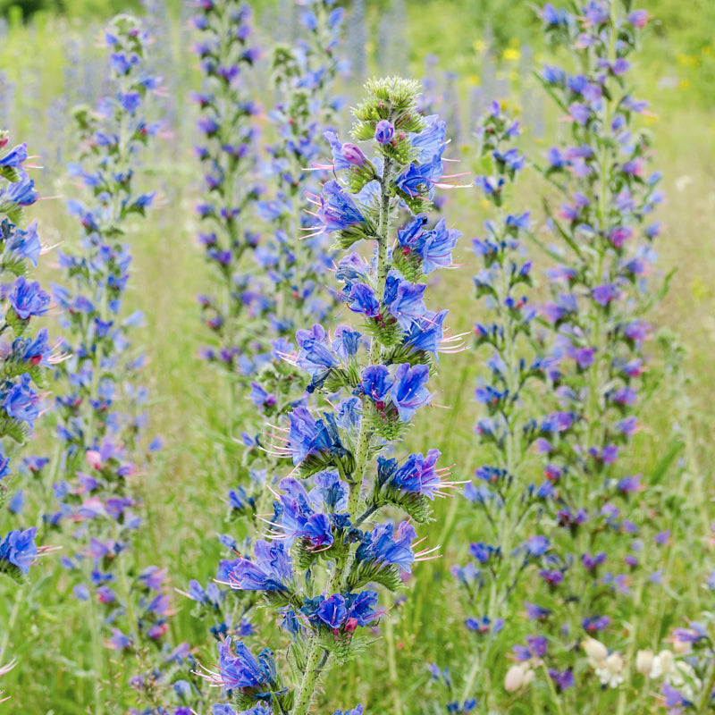 viper s flower seeds