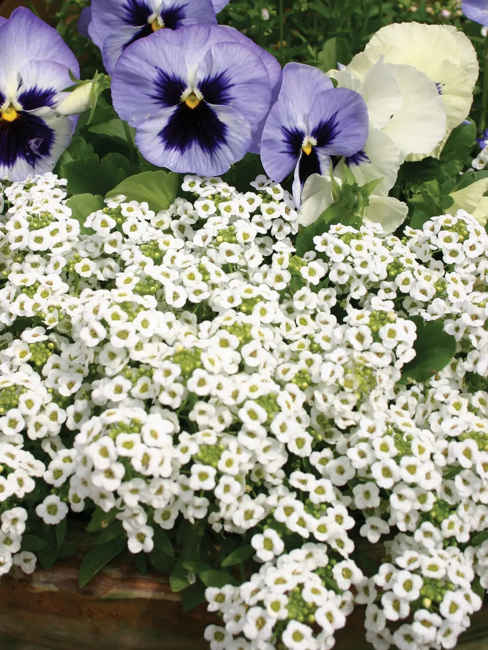 Alyssum Flower Seeds for Planting ,Heirloom Seeds -100 pcs