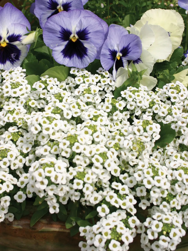 Alyssum Blomsterfrø til Plantning ,Heirloom Frø -100 stk