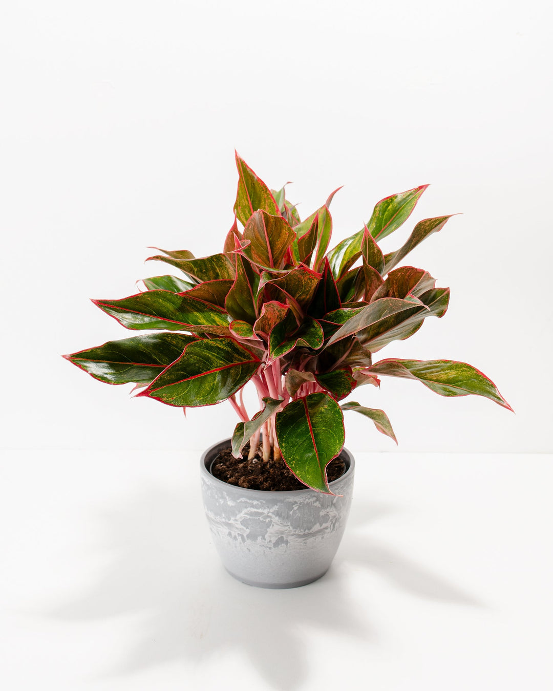 Aglaonema Flower Seeds for Planting, Healthy and Vibrant, 100 pcs