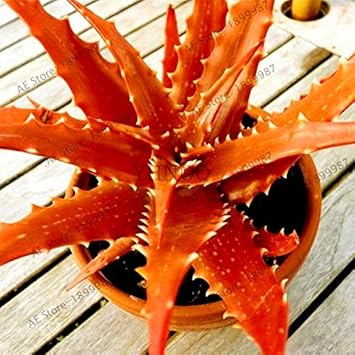 Edible Aloe Vera Plant Seeds