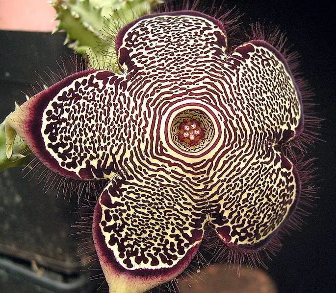 Edithcolea blomsterfrø til plantning - 100 stk