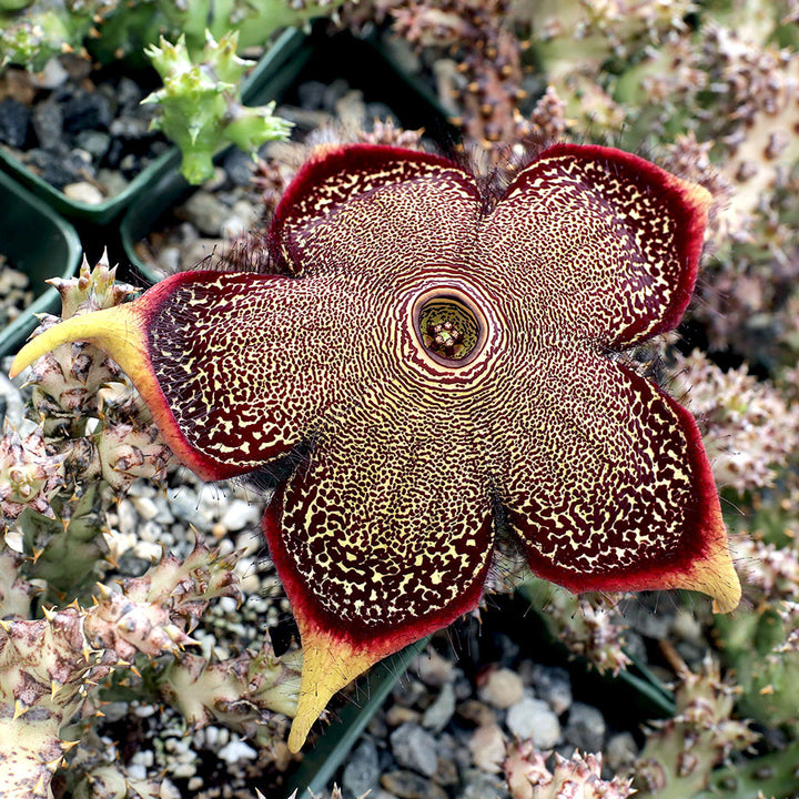 Edithcolea blomsterfrø til plantning - 100 stk