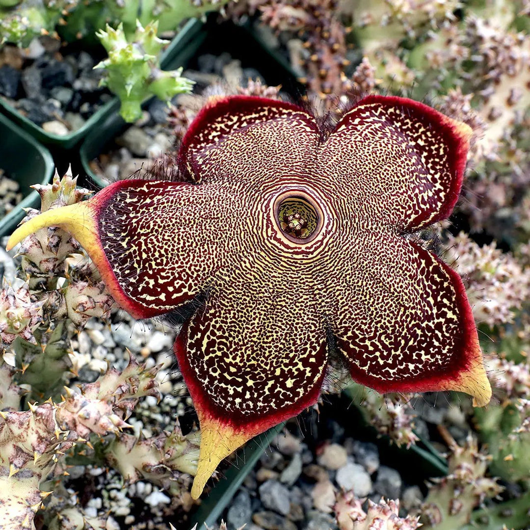 edithcolea flower flower seeds