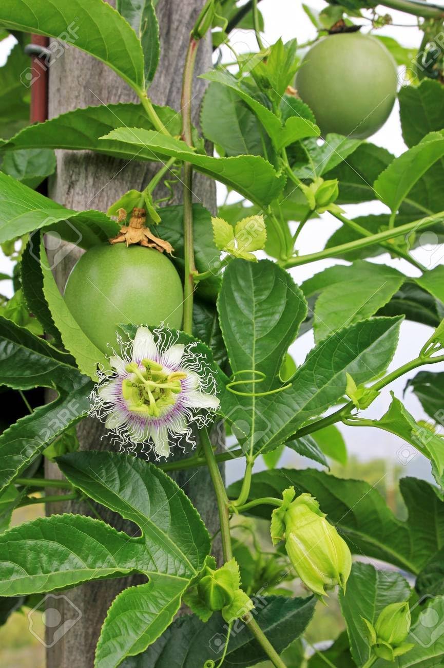 Edulis Fruit Seeds for Planting | Heirloom Non-GMO Organic Seeds for Sweet Garden Edulis Fruits