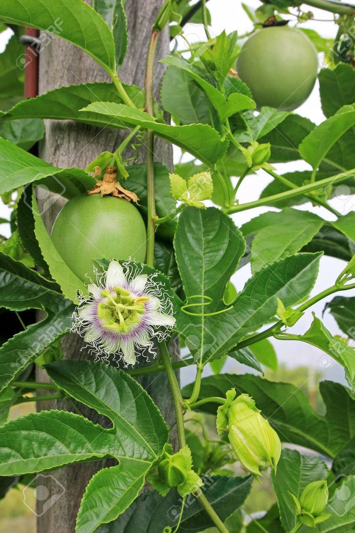 Edulis Fruit Seeds for Planting | Heirloom Non-GMO Organic Seeds for Sweet Garden Edulis Fruits