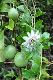 Edulis Fruit Seeds for Planting | Heirloom Non-GMO Organic Seeds for Sweet Garden Edulis Fruits