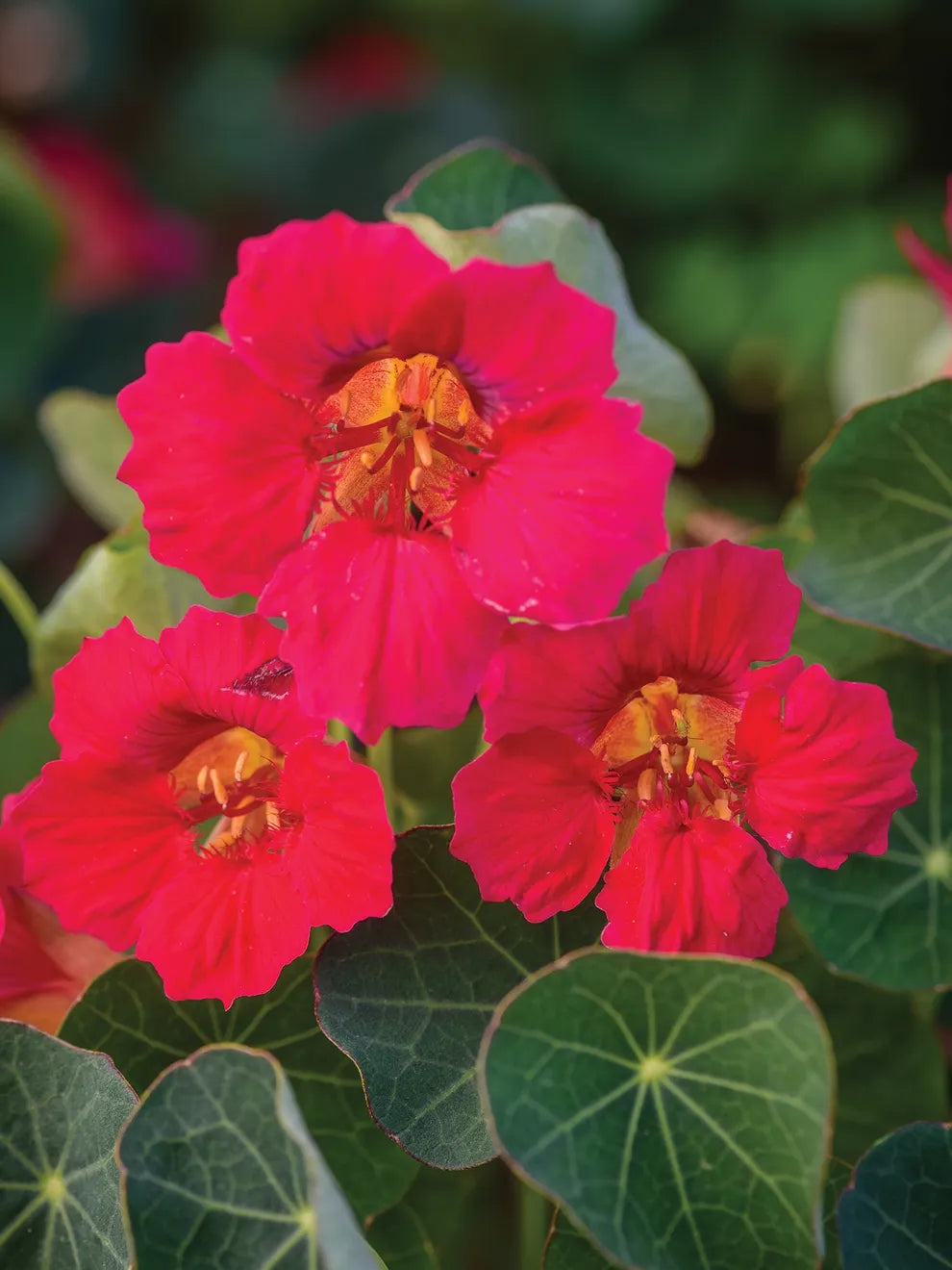 Pink Tropaeolum Majus Flower Seeds for Planting – Heirloom, Non-GMO, High Germination Nasturtium Garden Seeds