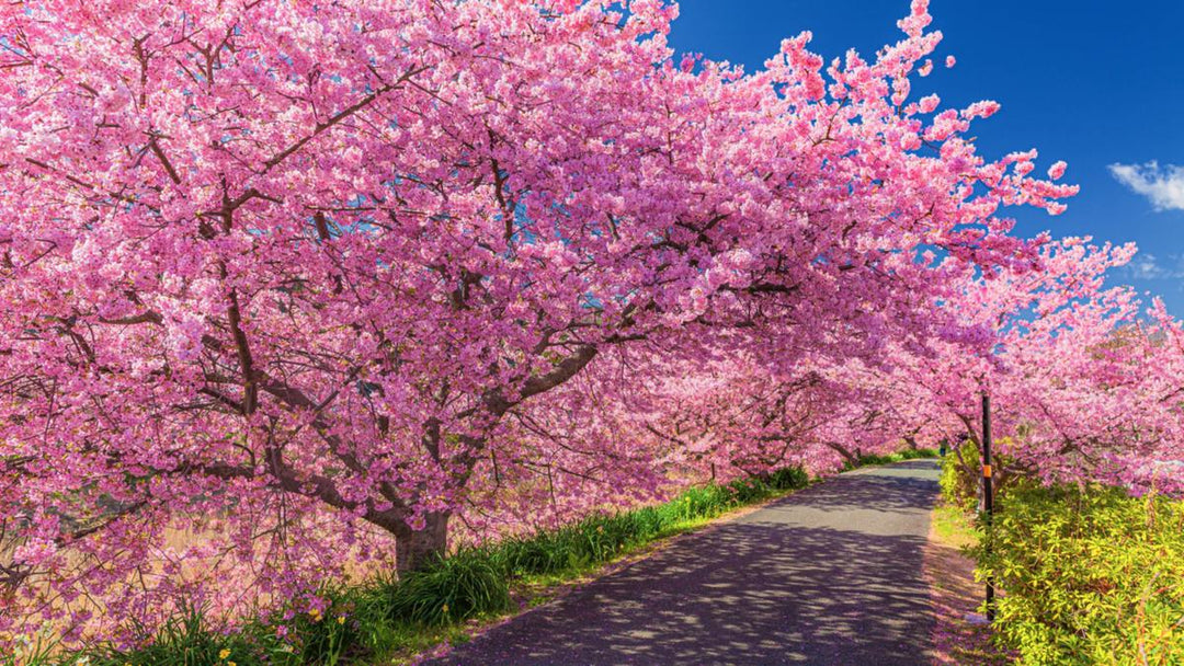 Organic Heirloom Kirschbaum Flower Seeds for Planting – Unique Variety, Non-GMO, High Germination Garden Seeds