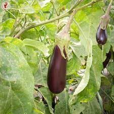Eggplant Aubergine De Barbentane Seeds for Planting