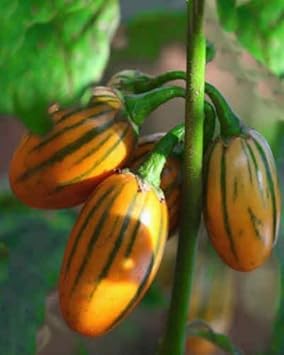 Eggplant Sweet Fruit Seeds for Planting