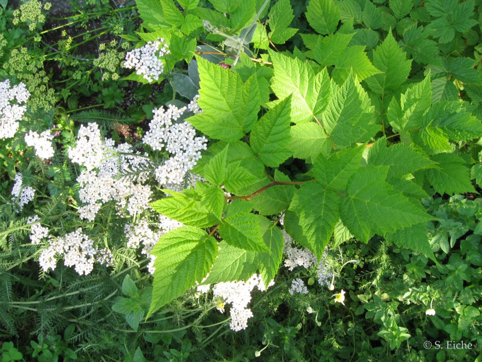eiche plant flower seeds