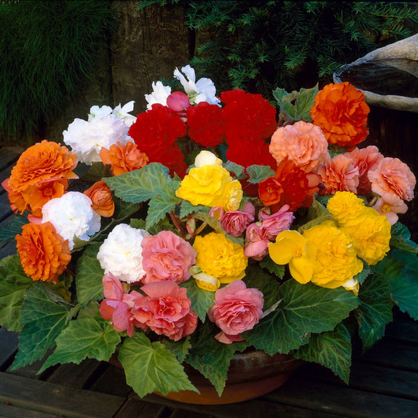 Begonia blomsterfrø til plantning, arvestykke, ikke-GMO, 100 stk.