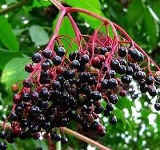 Elderberry Fruit Seeds for Planting