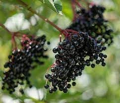 Elderberry Seeds