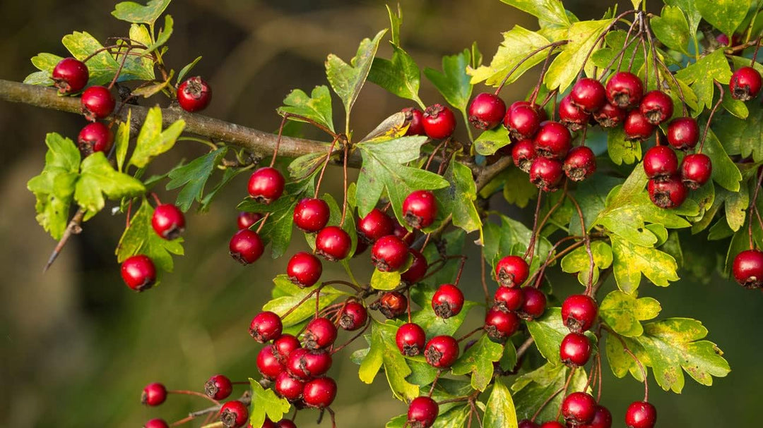 Elegant Bonsai Apple Seeds for Planting