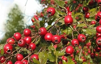 Elegant Bonsai Apple Seeds for Planting