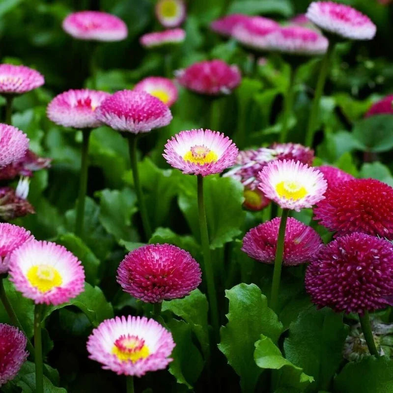 rainbow daisy flower seeds