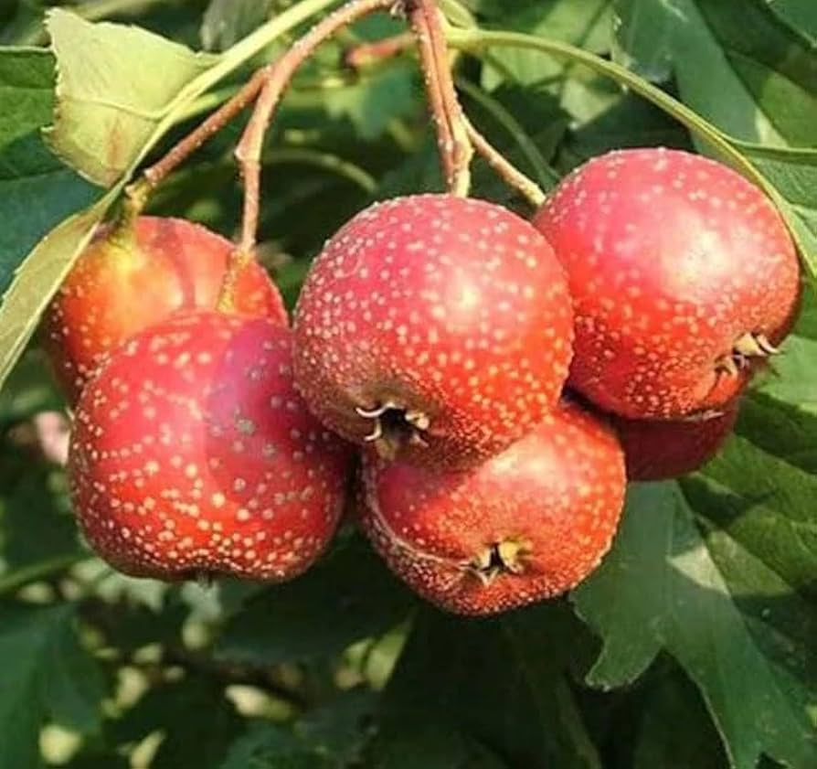 English Hawthorn (Crataegus laevigata) Seeds