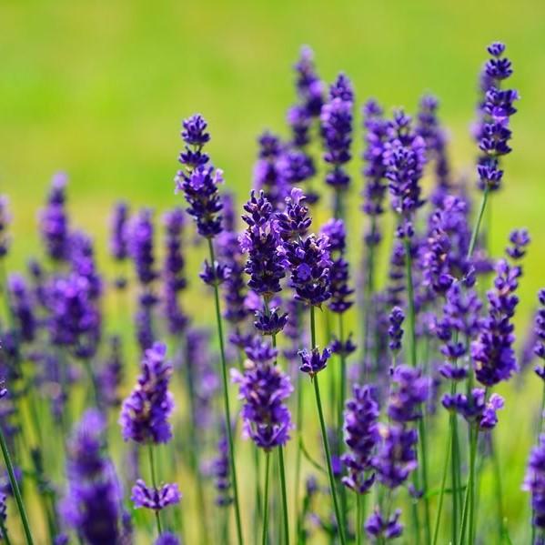 Lavanda Blomsterfrø til udplantning - 100 stk