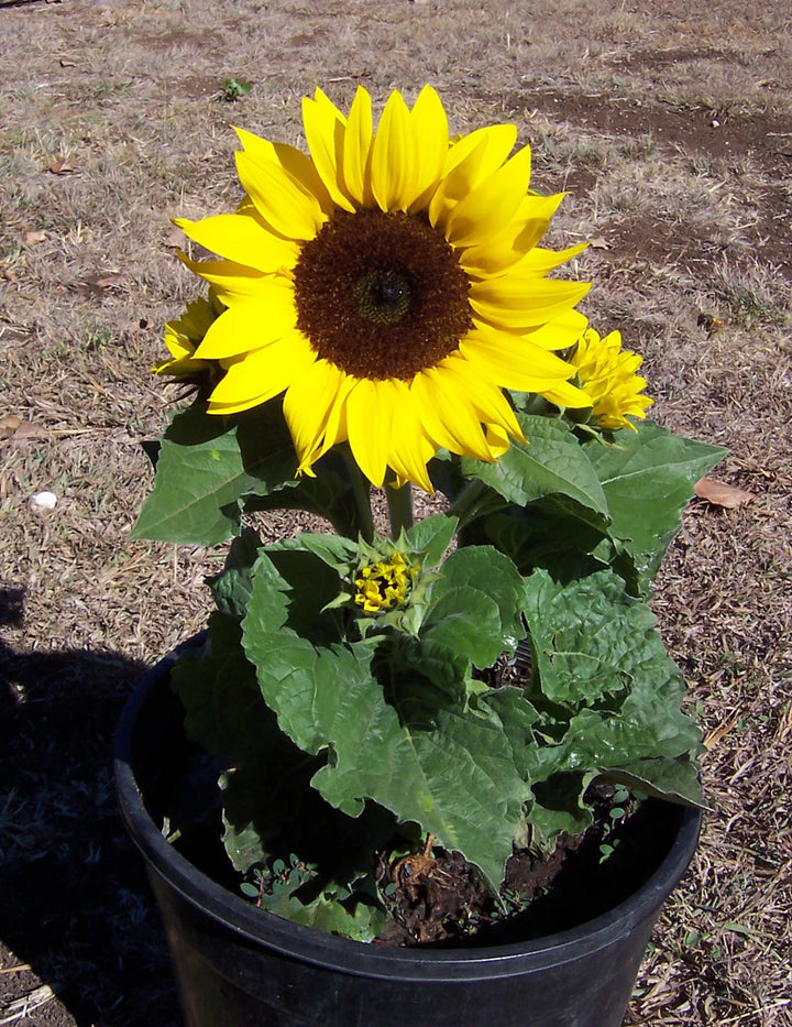 Heirloom Non-GMO Mini Sunflower Seeds for Planting – Dwarf Bright Blooms for Pots & Gardens