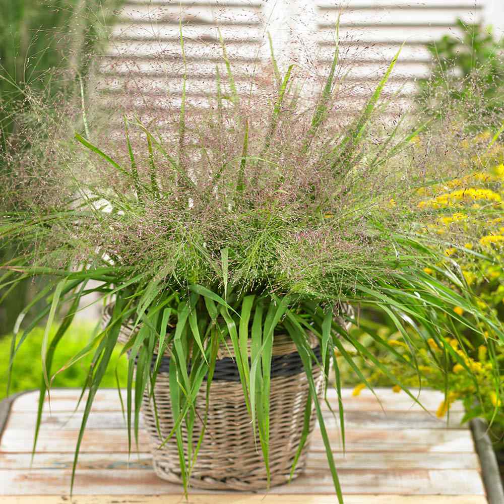 eragrostis viola flower seeds