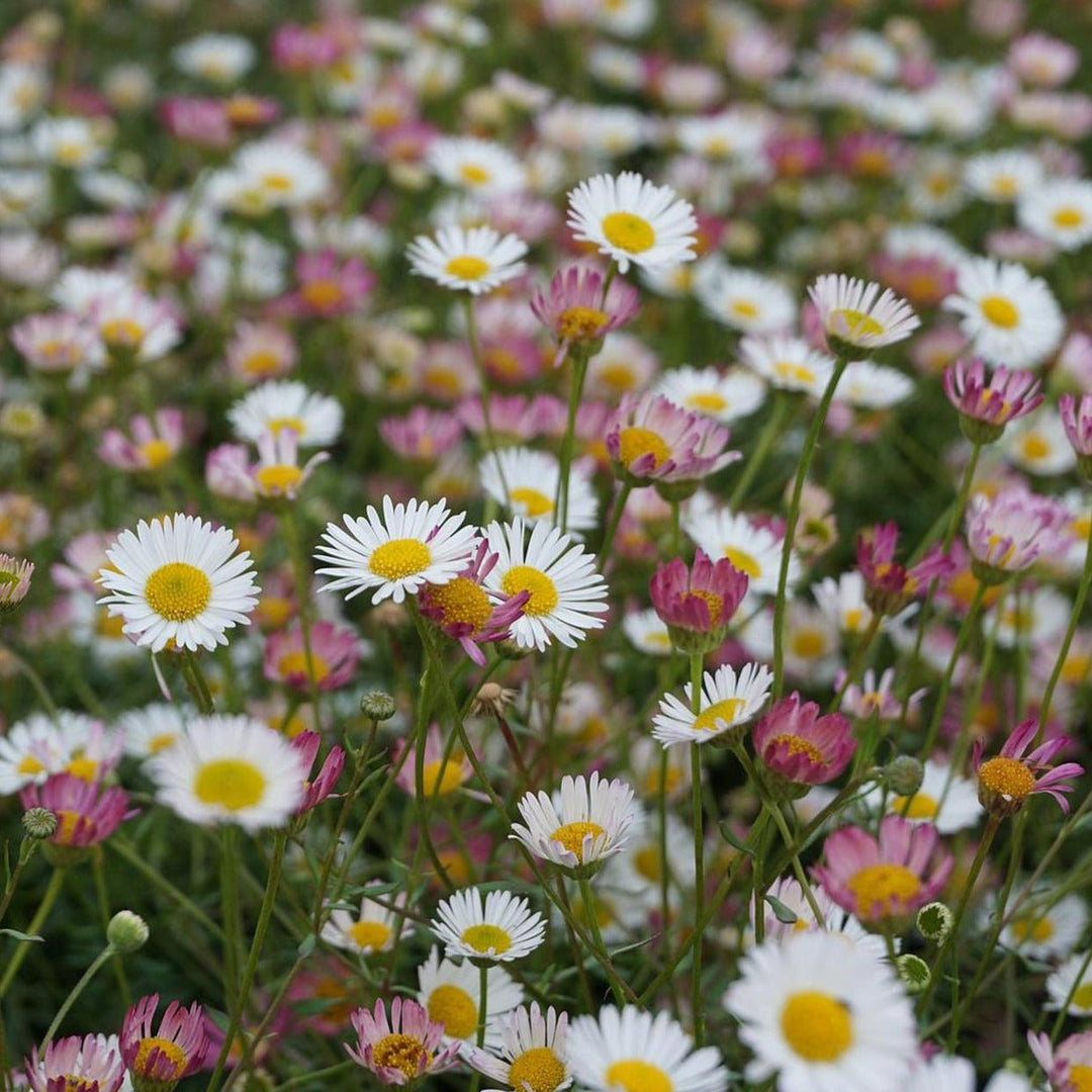 Pink White Karvinskianus Flower Seeds for Planting - 100 pcs