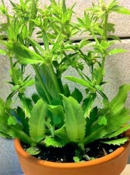 Eryngium Foetidum Seeds for Planting