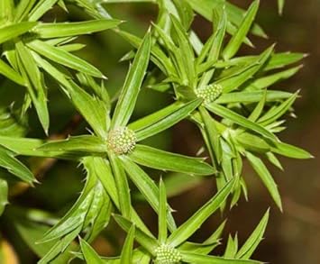 Eryngium Foetidum Seeds for Planting