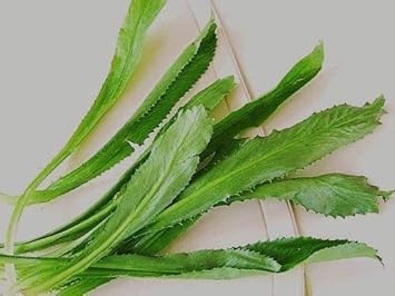 Eryngium Foetidum Seeds for Planting