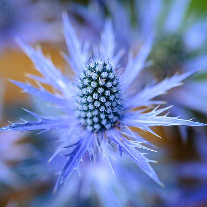 Blue Eryngium Plant Seeds for Planting - 100 pcs