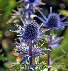 Eryngo Plant Seeds