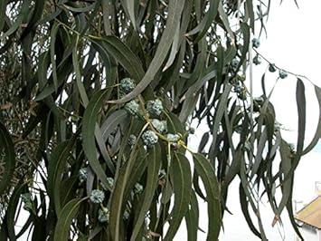 Eucalyptus Globulus Seeds for Planting