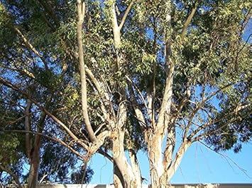 Eucalyptus Globulus Seeds for Planting