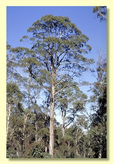 Eucalyptus Nitens Tree Seeds