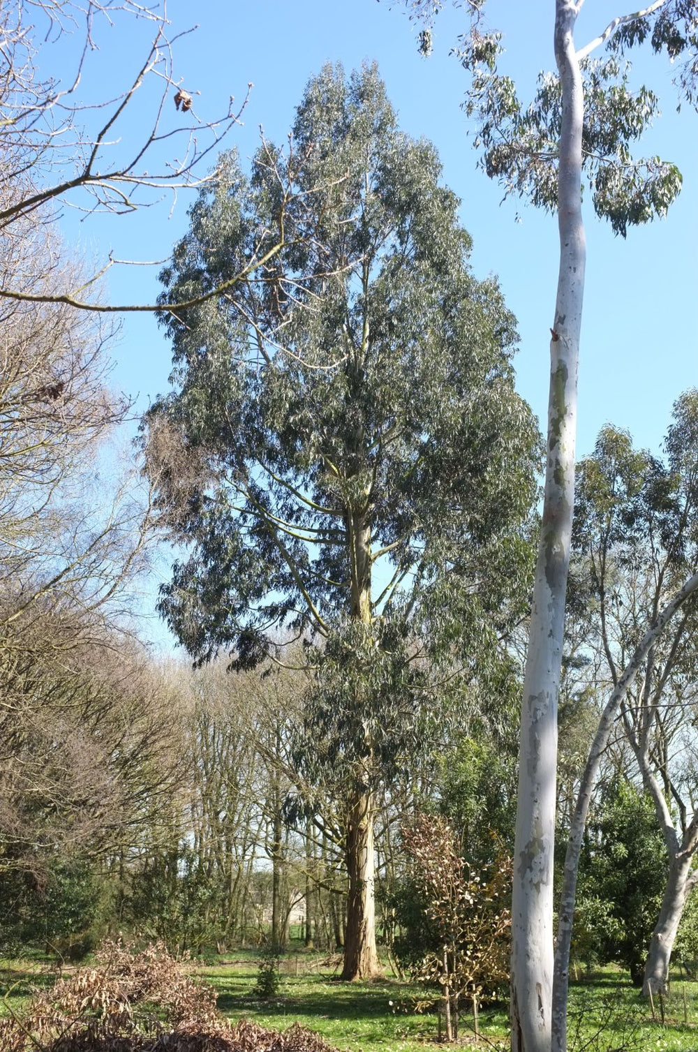 Eucalyptus Nitens Tree Seeds