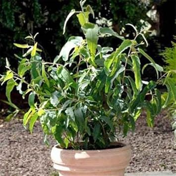 Eucalyptus Plant Seeds for Planting