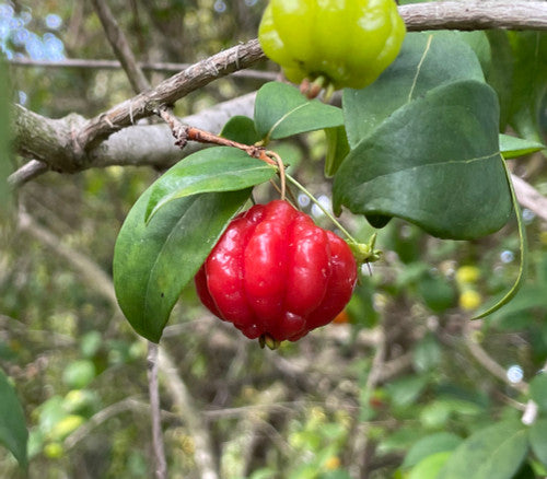 Red Eugenia Rhombea Fruit Seeds - Tropical Fruits for Your Garden  100 pcs