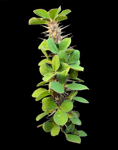 Green Euphorbia Didieroides Unique Plant Seeds for Outdoor Gardens