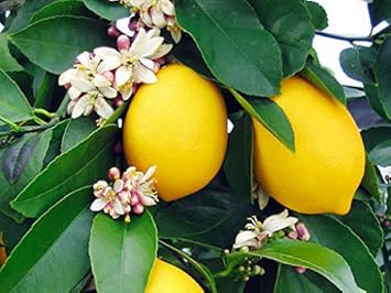 Eureka Lemon Citrus Seeds for Planting